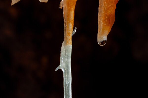 Une fistuleuse bicolore se terminant par une excentrique (Grotte de la Barbette, Réseau Estevan, Gard)