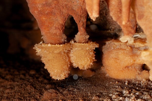 Deux massues cristallisées à l’extrémité de stalactites (Grotte de la Barbette, Réseau Estevan, Gard)