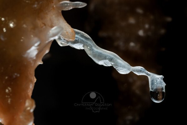 Excentrique avec goutte d'eau (Grotte de la Barbette, Réseau Estevan, Gard)