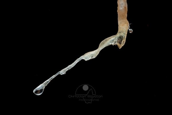 Fistuleuse avec à son extrémité une excentrique qui part à 45° (Grotte de la Barbette, Réseau Estevan, Gard)