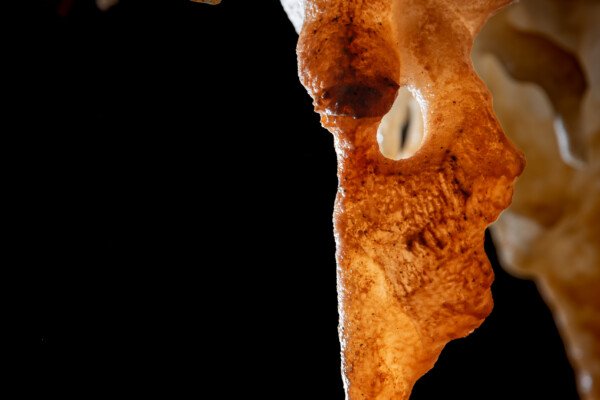Une excentrique ressemble à une tête animale avec un œil de vipère (Spéléothème, Grotte du Philosophe, Gard)