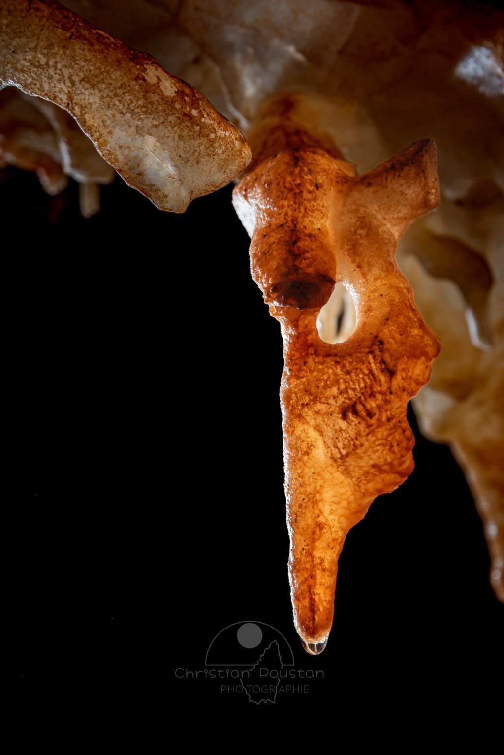 Une excentrique ressemble à une tête animale avec un œil de vipère (Spéléothème, Grotte du Philosophe, Gard)
