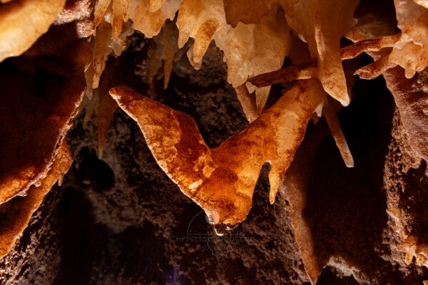 Excentrique géante sur la paroi concrétionnée (Spéléothème, Grotte du Philosophe, Gard)