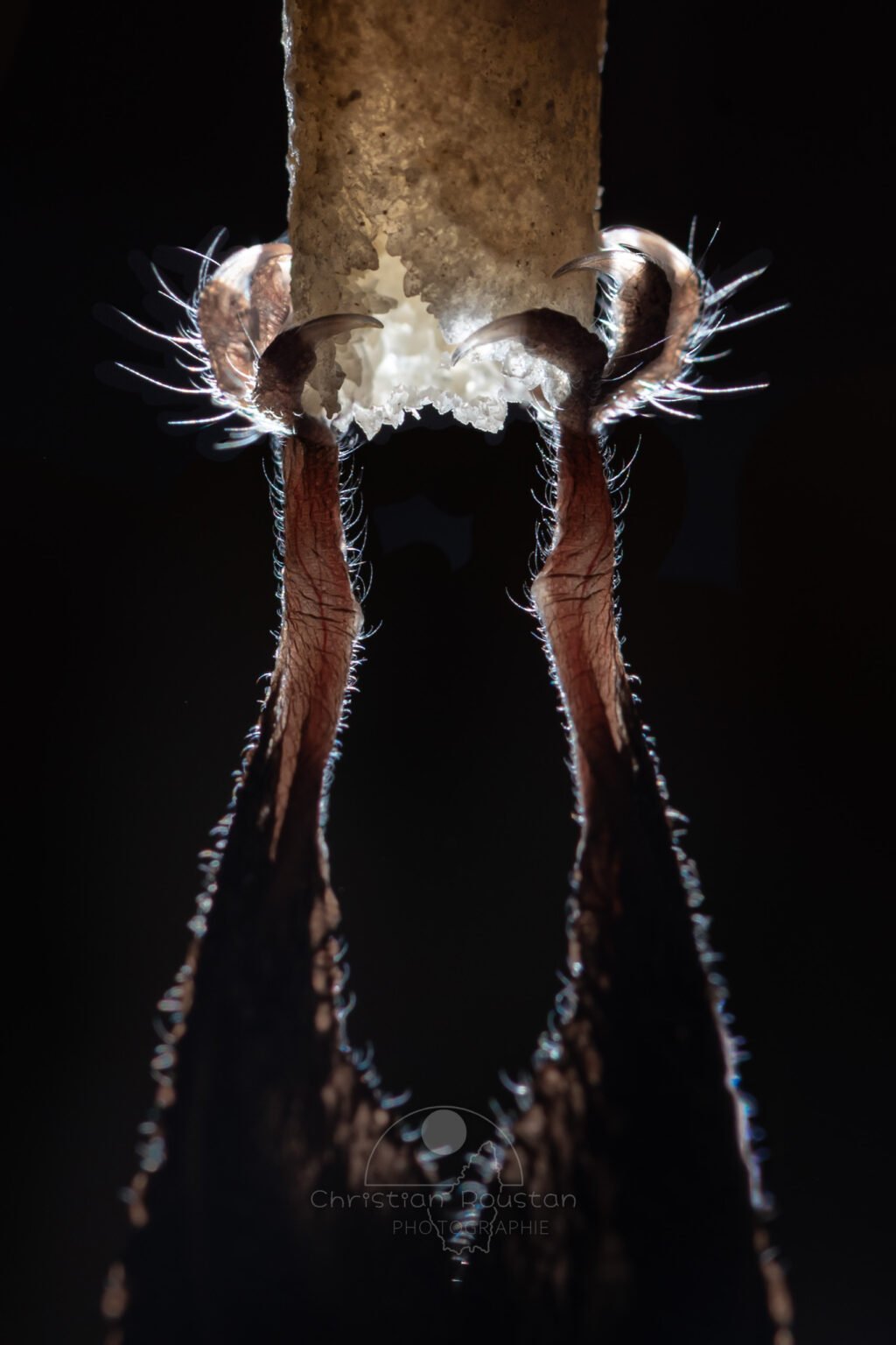 Très gros plan sur une chauve-souris accroché à une fistuleuse (Grotte du Philosophe, Gard)