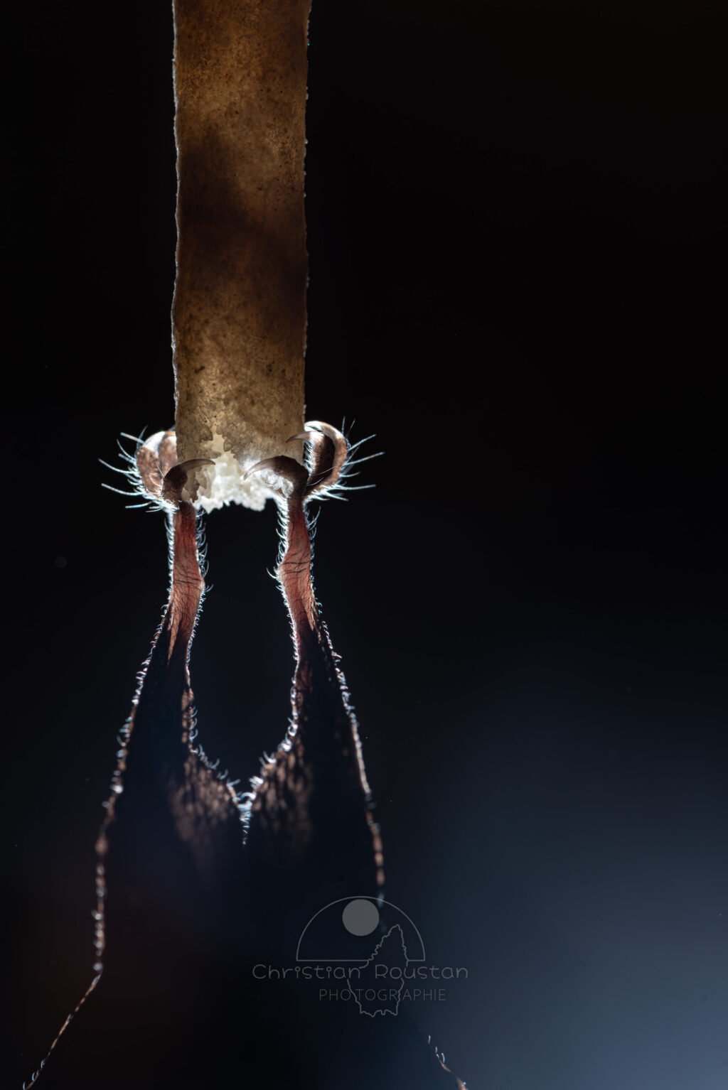 Gros plan sur une chauve-souris accrochée à une fistuleuse (Grotte du Philosophe, Gard)