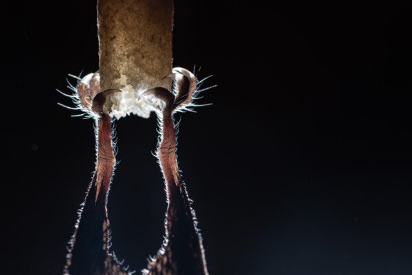 Gros plan sur une chauve-souris accrochée à une fistuleuse (Grotte du Philosophe, Gard)