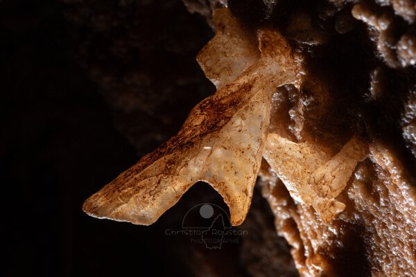 Excentrique géante sur la paroi ayant la forme d'un décapsuleur (Spéléothème, Grotte du Philosophe, Gard)
