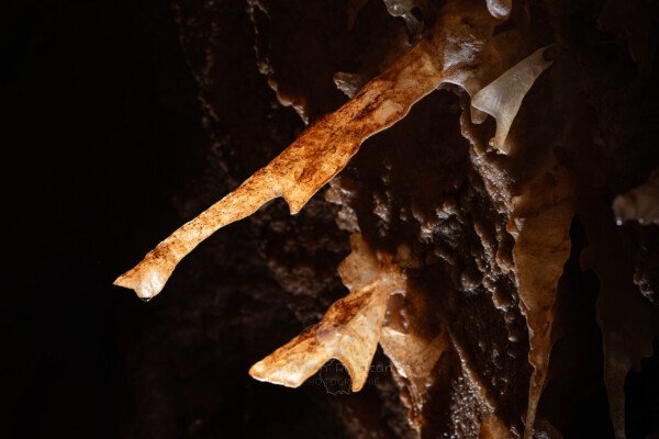 Plusieurs excentriques qui se développent avec un angle de 45° (Spéléothème, Grotte du Philosophe, Gard)
