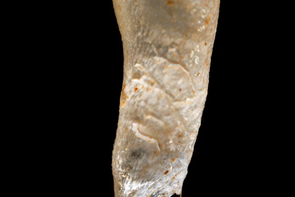 Détail sur une fistuleuse (Spéléothème, Grotte du Philosophe, Gard)