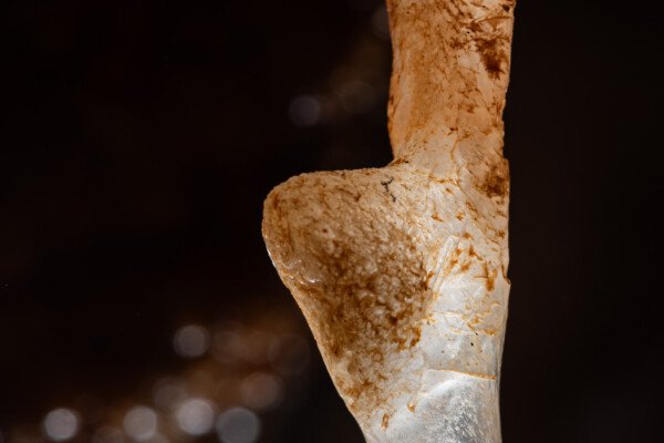 Fistuleuse avec excroissance toute en rondeur (Spéléothème, Grotte du Philosophe, Gard)