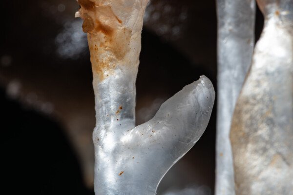 Harpon émoussé (Spéléothème, Grotte du Philosophe, Gard)