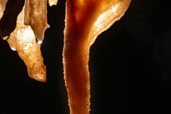 Draperie se prolongeant par une stalactite à la structure cristalline (Spéléothème, Grotte du Philosophe, Gard)