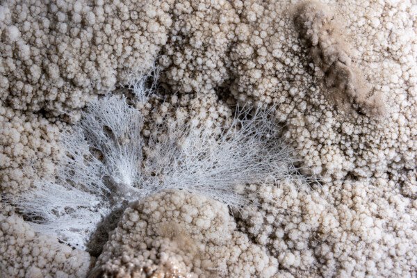 Fibres en cours de cristallisation dans un gour (Réseau des perles, Sud France, Pisolithes)