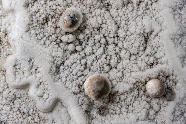 Trois perles dans gours calcifiés (Réseau des perles, Sud France, Pisolithes)