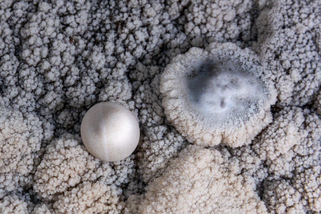 Bien lisse, ou pas... (Réseau des perles, Sud France, Pisolithes)