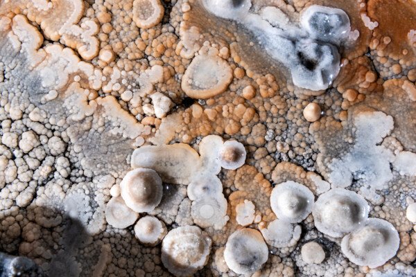 Ici quelques nénuphars de calcite... (Réseau des perles, Sud France, Pisolithes)